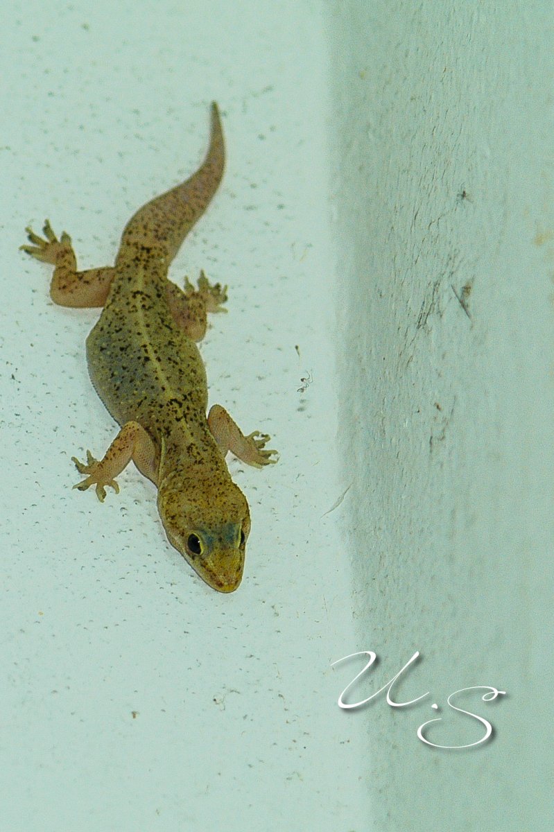 DSC_2955