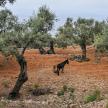 Mallorca056